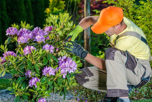 Tree surgeons in Morden inspecting and caring for a mature garden tree