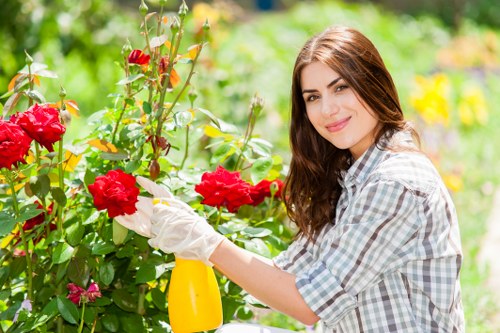 Professional crown reduction service for a commercial property in Morden
