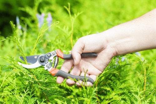 Examples of common tree surgery jobs and pricing in Morden